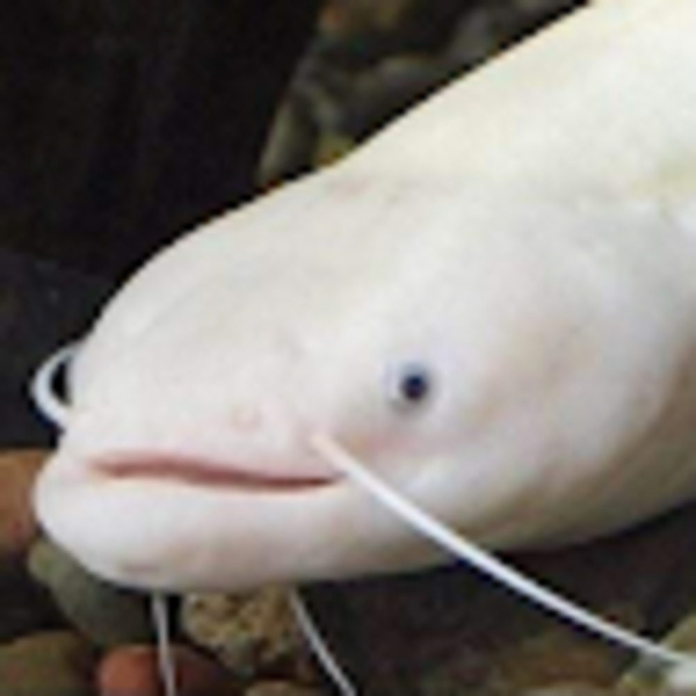 Meet your Posher, Chonkybeans